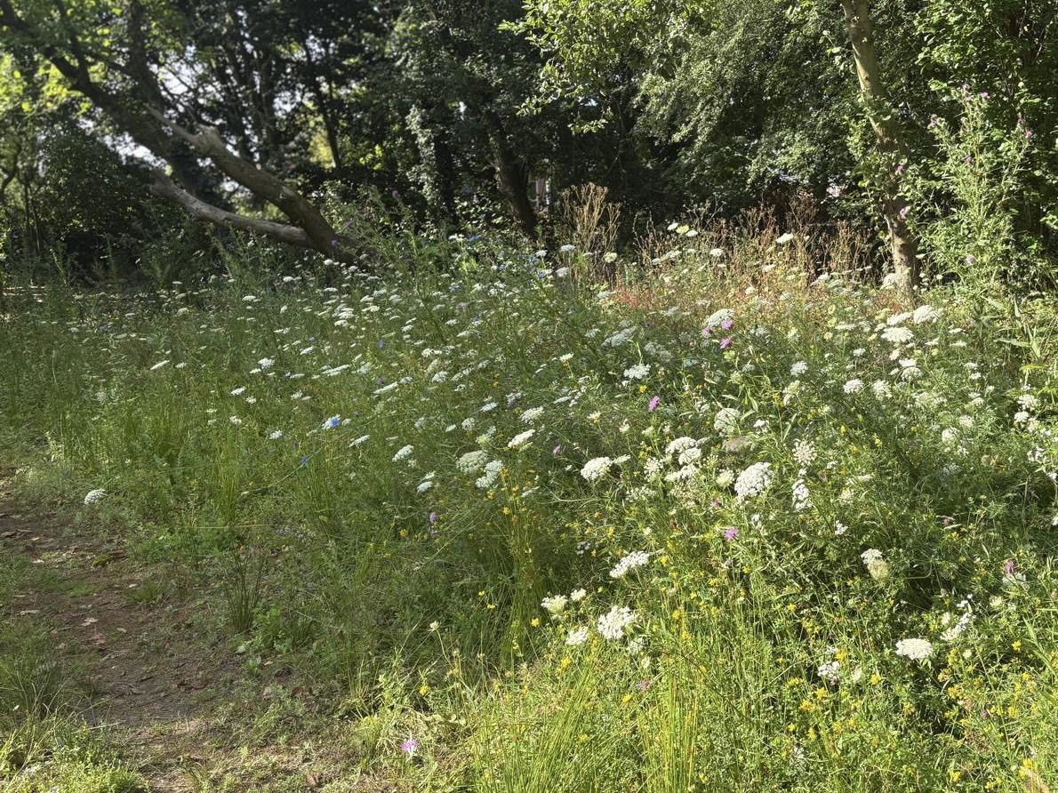 Variatie en biodiversiteit