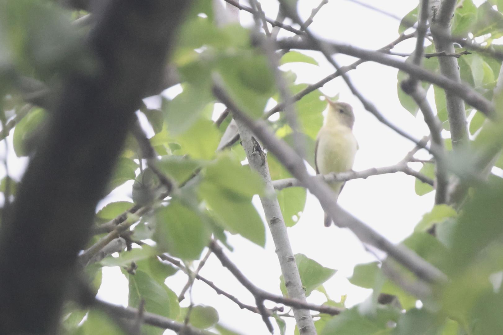 Spotvogel