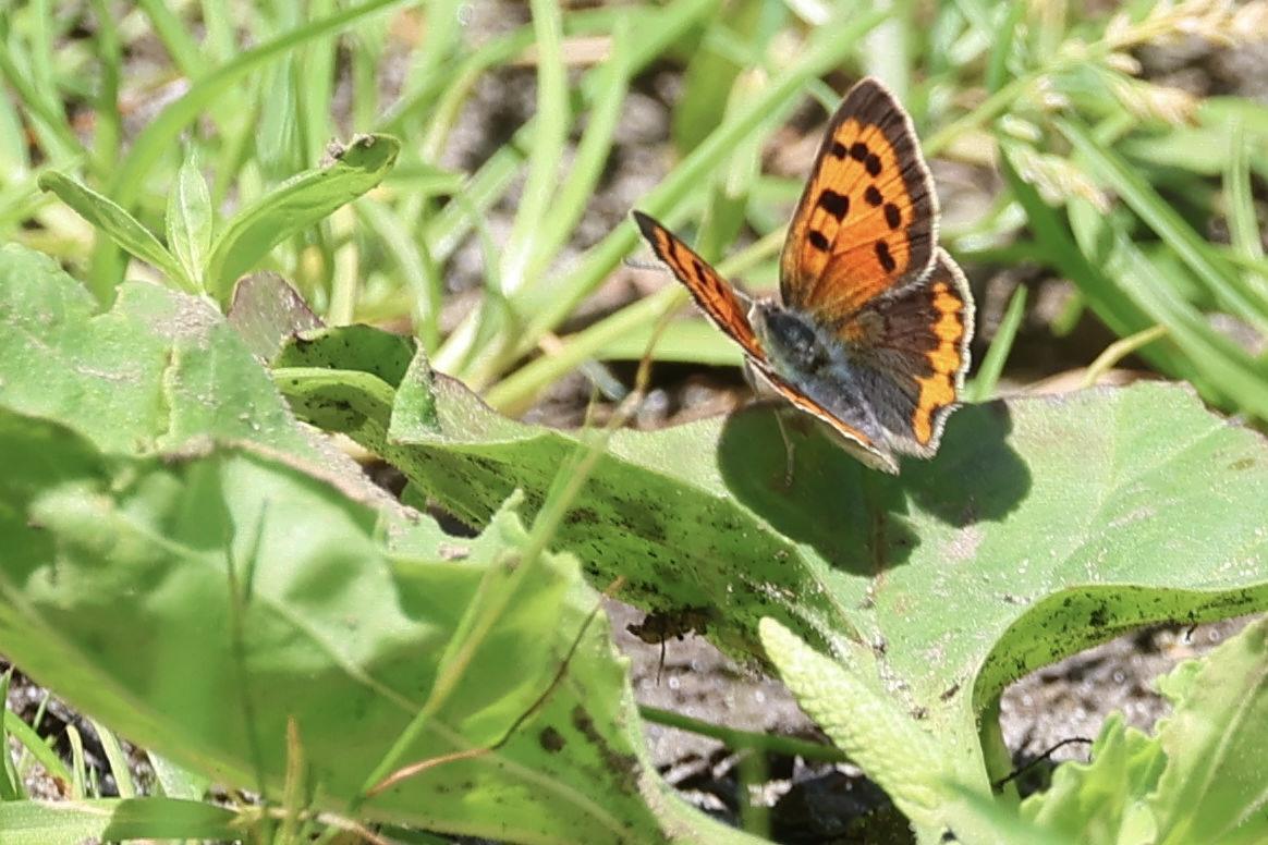Kleine vuurvlinder