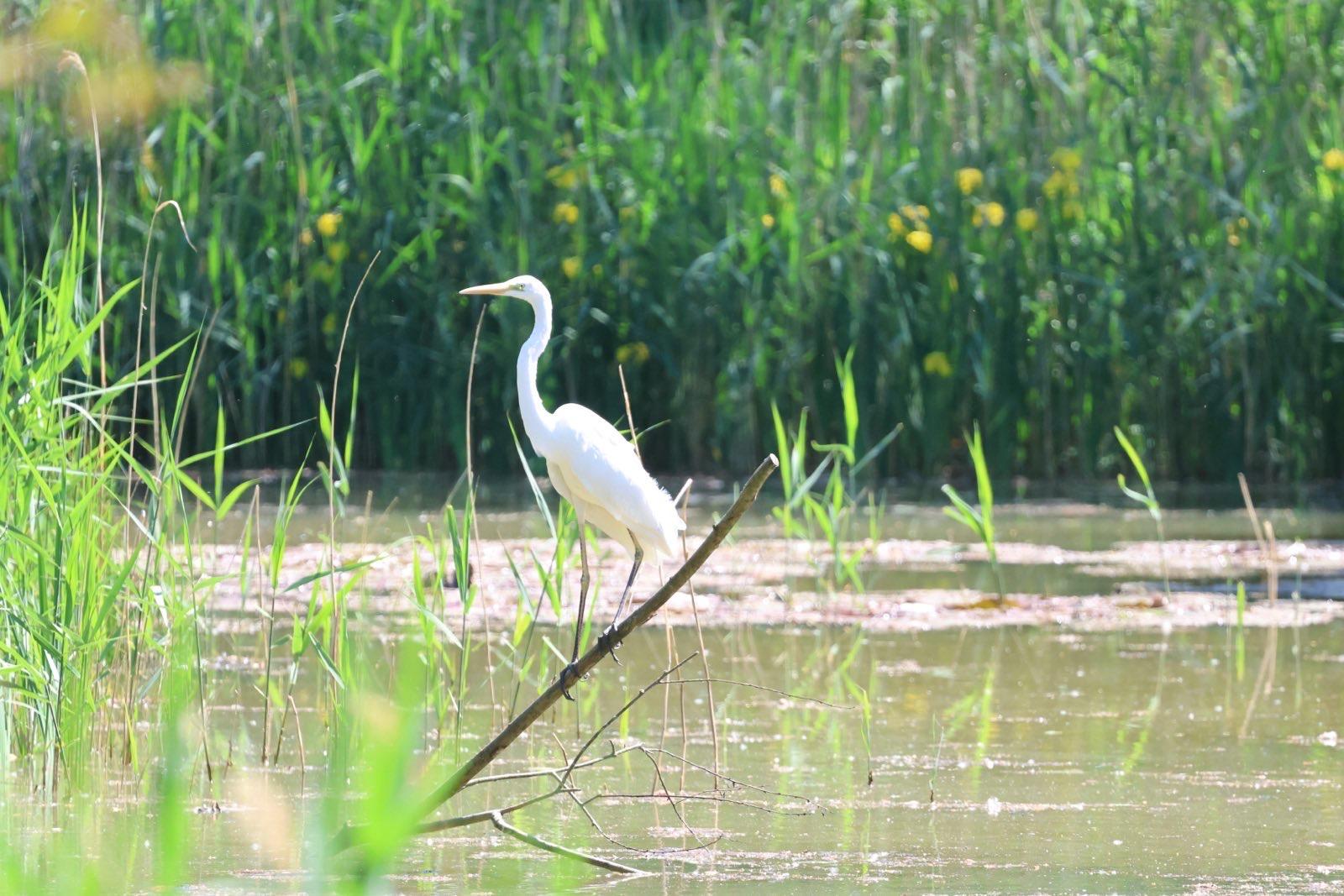 Grote zilverreiger