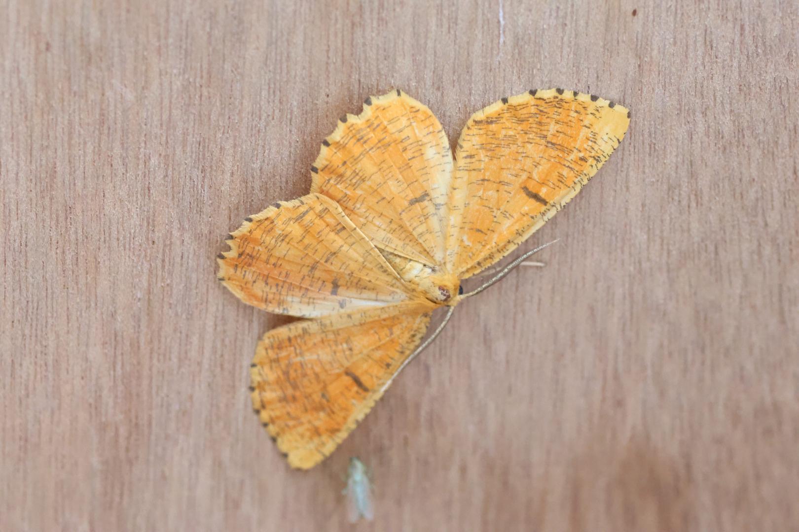 Oranje Iepentakvlinder