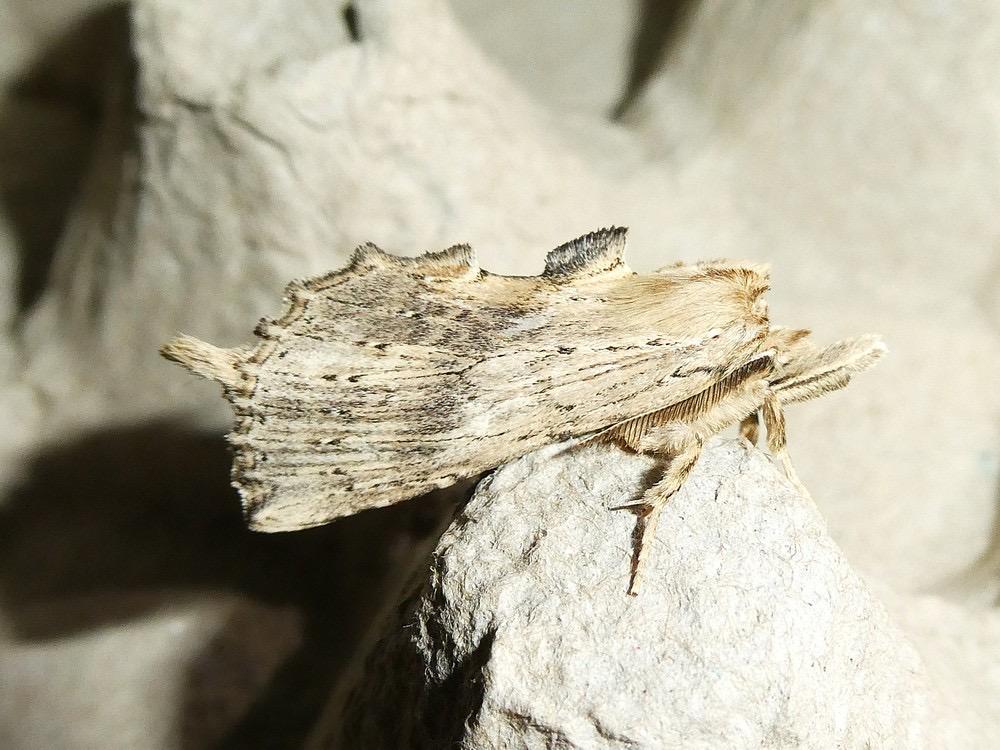 Snuitvlinder