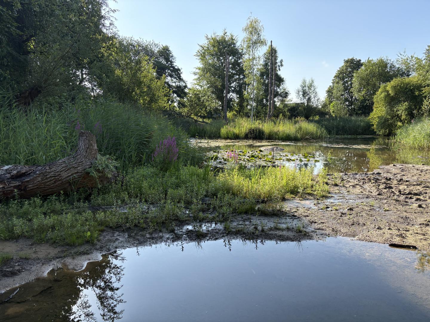 De vijver in Augustus